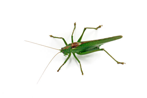 istock top view of green grasshopper isolated on white background 1053133146