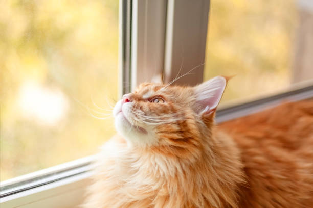 istock Red Maine Coon Kitten Looking Out of Window 1053133826