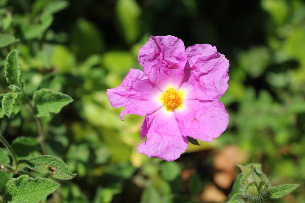 istock purple color flower 1053134538