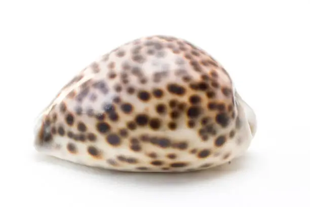 Tiger cowrie (Cypraea tigris) seashell isolated on the white background
