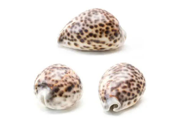 Tiger cowrie (Cypraea tigris) seashell isolated on the white background