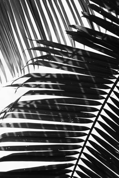 istock Abstract tropial palm leaves background. Black and white. 1053144364