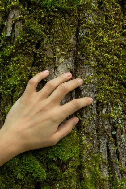 istock Woman hand on the tree bark, ecosystem protection concept, space for text 1053146800