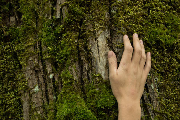 istock Woman hand on the tree bark, ecosystem protection concept, space for text 1053146802
