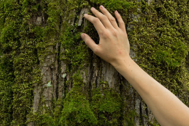 istock Woman hand on the tree bark, ecosystem protection concept, space for text 1053146818