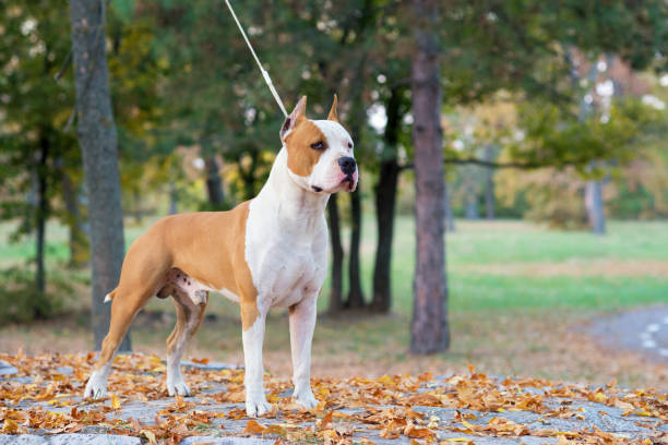 istock Staffordshire terrier posing in the park 1053152064