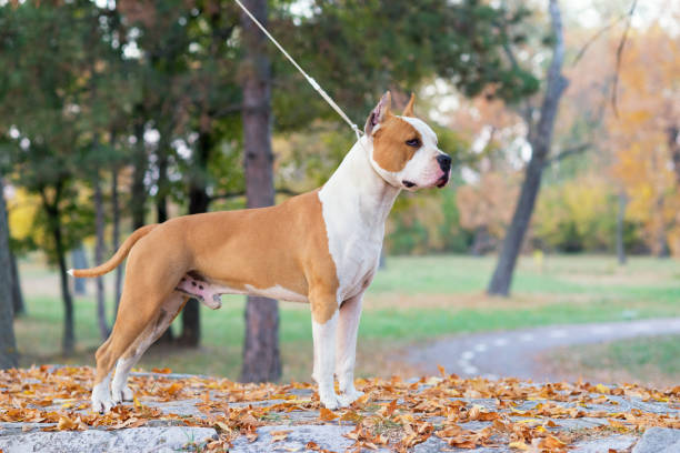 istock Staffordshire terrier posing in the park 1053152066