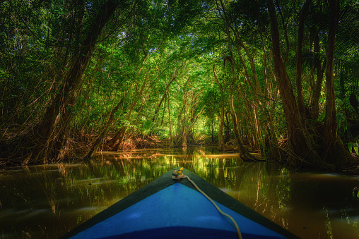 Rowing boat paddling into the mangrove with trees and beautiful soft sunlight in the background, dark river. Blurry boat and sharp trees on the indian river of Dominica