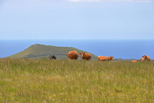istock Cows standing in front of vulcanic hills 1053158322