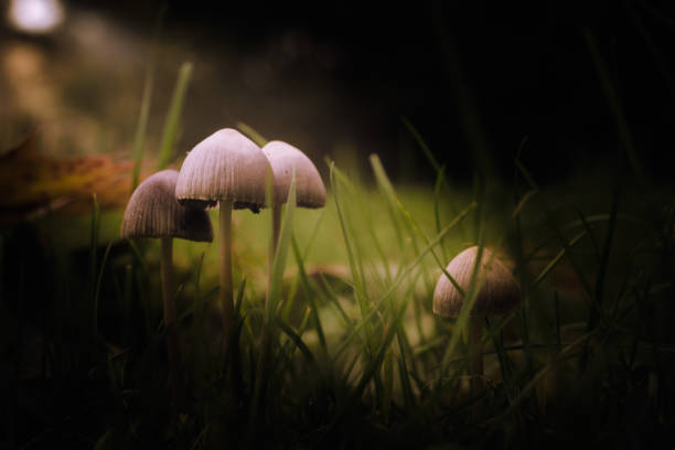istock mushrooms in the grass in the morning light 1053161768