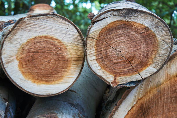 istock A pile of cut tree trunks and a Forest 1053162506