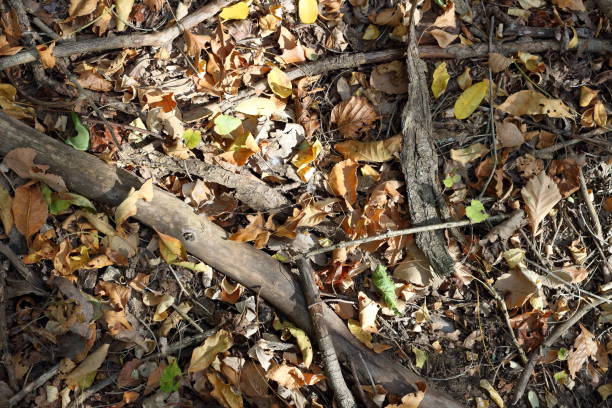 Autumn leaves on the ground among dry tree branches in the forest