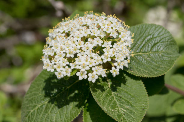 wayfarer, também chamado de wayfaring árvore - viburnum lantana - wayfaring - fotografias e filmes do acervo