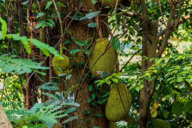 Photo of Three jackfruits hanging on the tree, Royal Botanical Gardens, Peradeniya