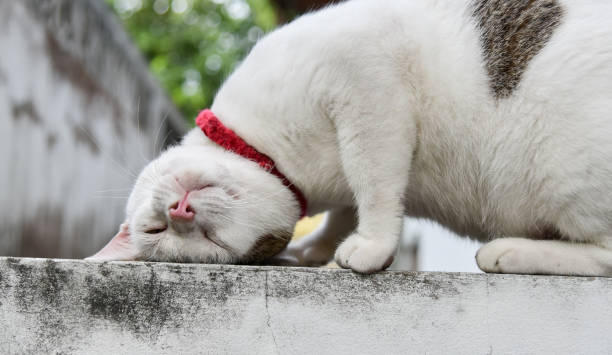 Éraflure de chat drôle lui-même avec sol en béton - Photo