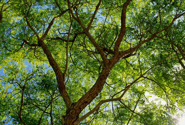 Tipuana tipu, also known as tipa, rosewood and pride of Bolivia, is a South American tree. It is the only member of the genus Tipuana.