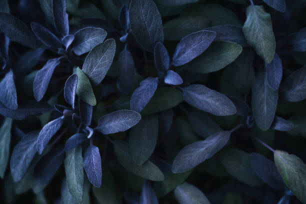 istock Nature abstract background.Dark leaves texture.Modern art, can be used as a poster for interior design. 1053172886