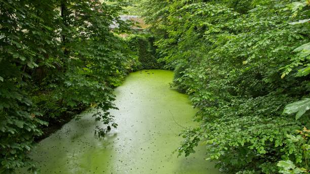 istock An algal bloom on a river in Belgium. 1053173956