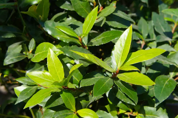 Photo of Shrub of green plural bay leaves