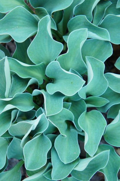 istock Hosta blue mouse ears green plant background 1053176000