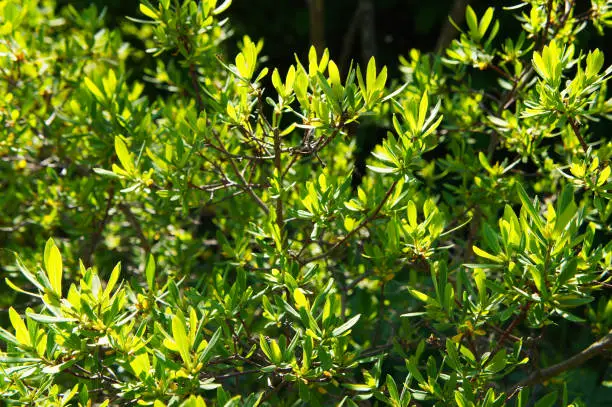 Photo of Myrica pensylvanica or bayberry green plant in sunlight