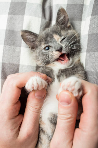 istock Man is playing with a lovely a kitten holding him by the paws. 1053176090