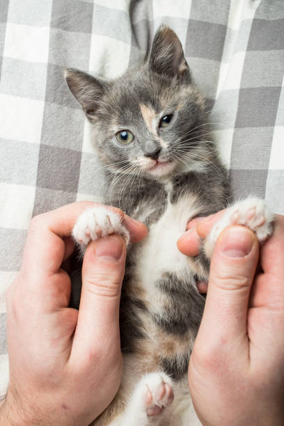 istock Man is playing with a lovely a kitten holding him by the paws. 1053176196
