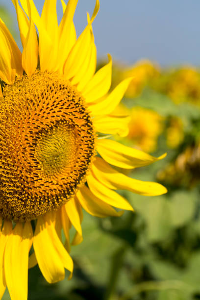 A beautiful sunflower field, agriculture (Turkey / Izmir / Foca)