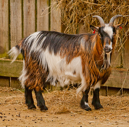 Long Haired Goat Stock Photo - Download Image Now - Agriculture, Animal, Color Image - iStock Long Haired Goat Stock Photo - Download Image Now - Agriculture, Animal, Color Image - iStock
