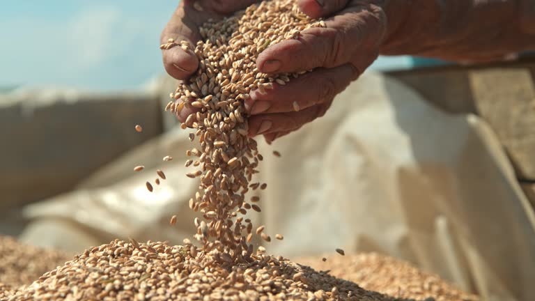 SLO MO Farmer cupping wheat grains with both hands