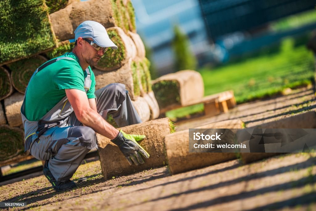 Caucasian Turf Grass Installer Caucasian Turf Grass Installer. Replacing Old Lawn with Fresh Natural Grass. Landscaped Stock Photo