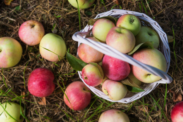 istock Top view of ripe apples. 1053179794