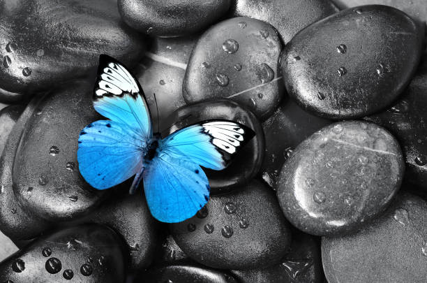 Spa concept with butterfly and zen stones. Top view.