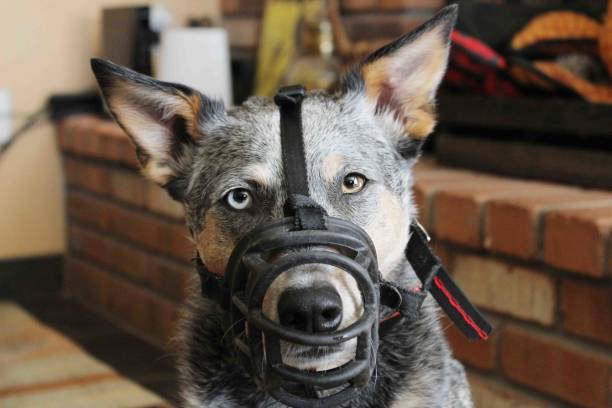 Dog Wearing Muzzle stock photo