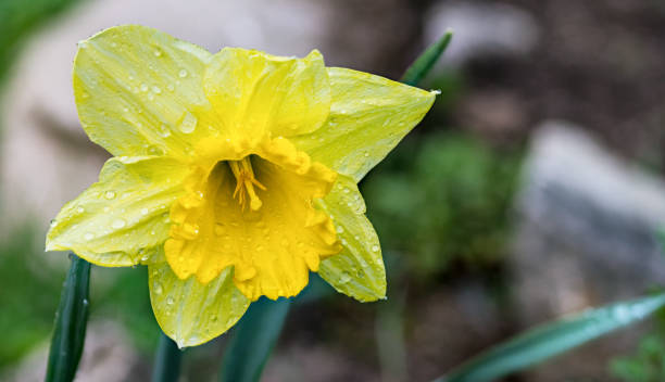 daffodil flower head with water drops. narcissus pseudonarcissus. selective focus - agriculture bed botany copy space imagens e fotografias de stock