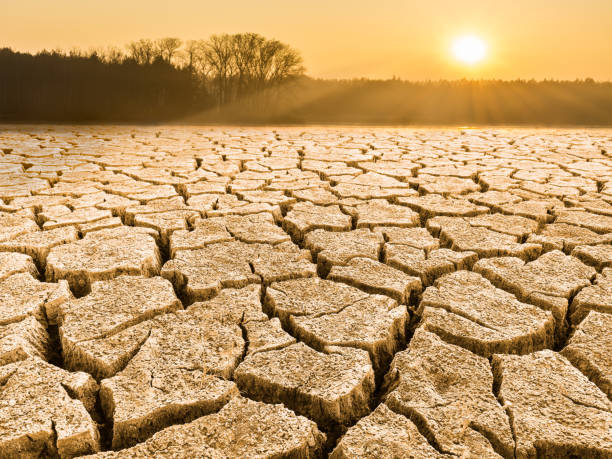 Parched cracked soil in landscape at sunrise Close-up of drought in a sunlit waterless nature. View of split ground, forest, sky and glowing sun in a background. Sunshine. Idea of dryness, ecology, global warming, climate changes, extreme weather, agricultural subsidy dry stock pictures, royalty-free photos & images