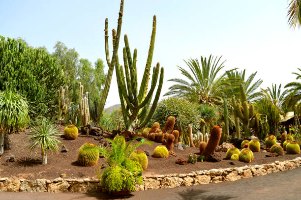 Cactus garden in La Oliva