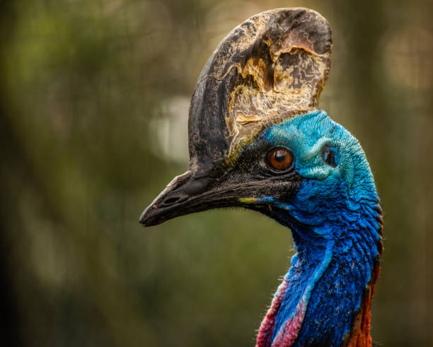 casuario meridionale - beak bird blue cassowary foto e immagini stock