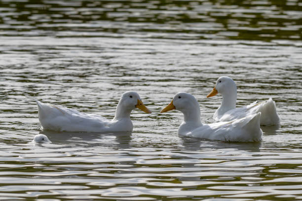 istock Four white heavy white ducks with one submerged below the water surface 1053186582