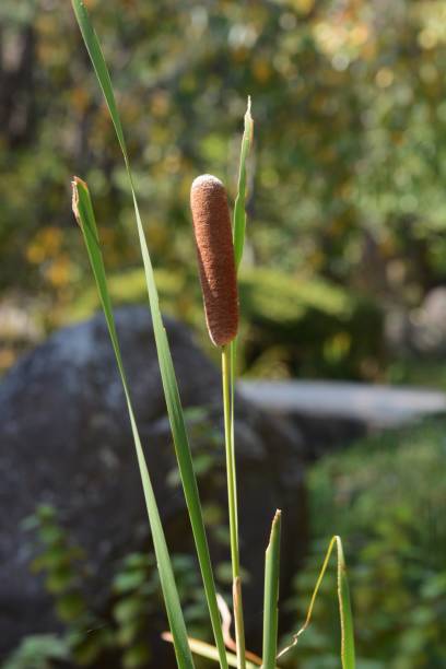 istock Ear of cattail 1053186784