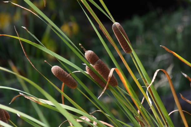 istock Ear of cattail 1053186852