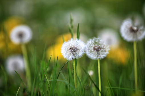 White dandelions growing in the meadow in Poland