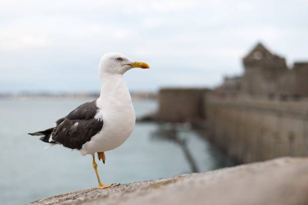 Lesser black backed gull standing on one foot on the wall