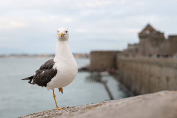 istock Lesser black backed gull standing on one foot on the wall 1053188306