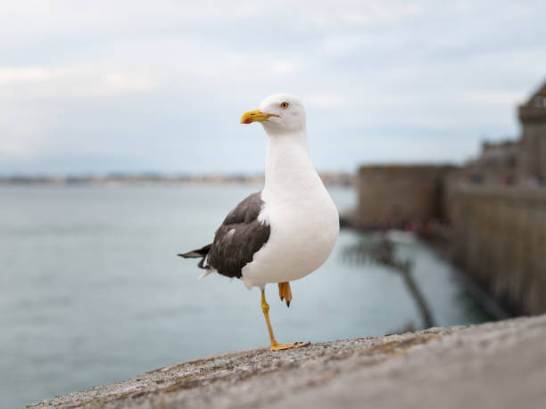 istock Lesser black backed gull standing on one foot on the wall 1053188474