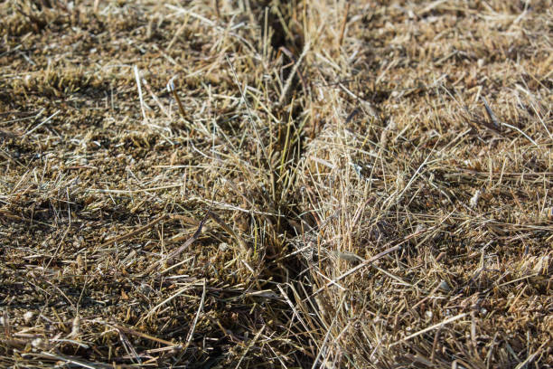 istock Straw background texture, Dry straw for design Background 1053188722
