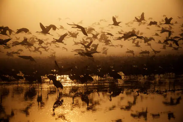 A flock of migratory birds flies over the water at dawn