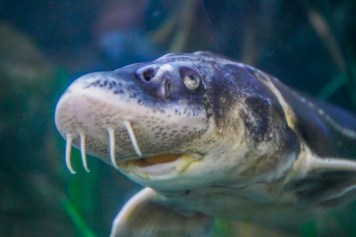 Picture shows an sturgeon fish underwater in an aquarium.