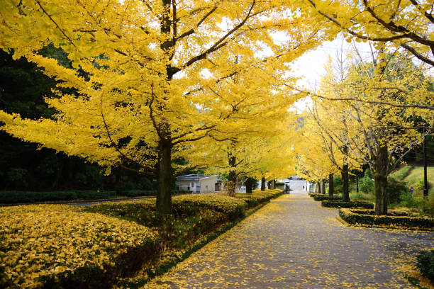 istock Park of Ginkgo tree 1053190402