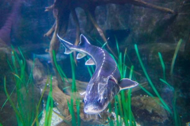 istock Sturgeon fish in an aquarium 1053190412